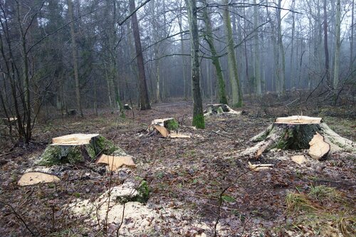 The promise of better times for Białowieża Forest