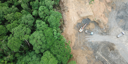Forest Watch 309 - October 2025