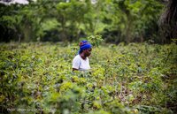 Republic of the Congo: Forest code and climate plans are both a cause for hope