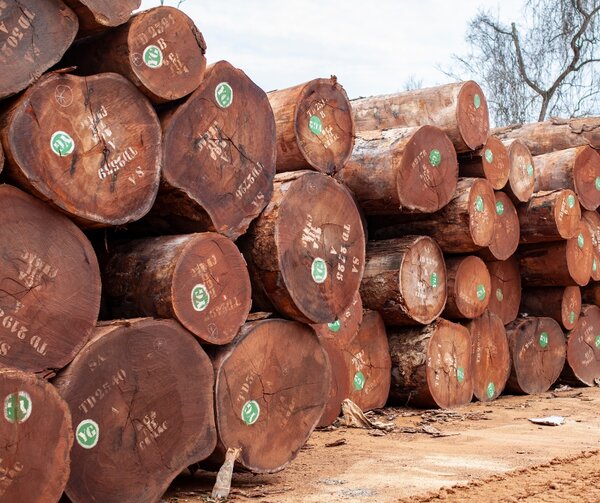 Strong partnerships must build on two decades of FLEGT results