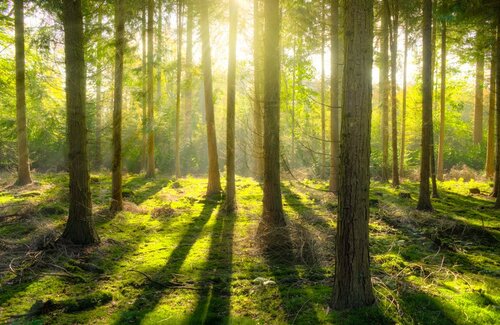 ForestWatch special: Legally binding agreement on forests in Europe: “same, same but different”?