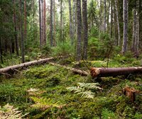 2022 - What to watch for in the EU forest world