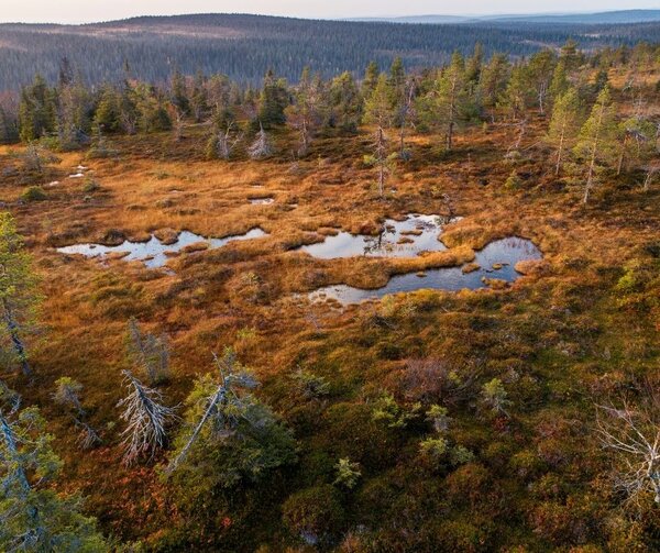 GUEST BLOG: Finland could reap big rewards from EU forestry decisions