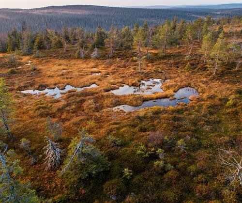 GUEST BLOG: Finland could reap big rewards from EU forestry decisions