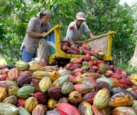 A Just Transition for Smallholders