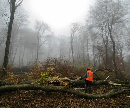 Person standing in a forest managed sustainably