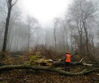 What is Close to Nature Forestry?
