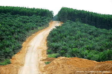 ASEAN and EU create group to explore palm oil sustainability issues