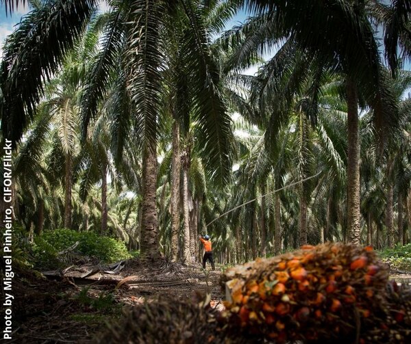 The UK wants to spearhead the fight to protect the world’s forests...