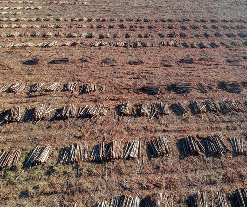 Mercosur trade deal: what are the implications for the EU Deforestation Regulation?