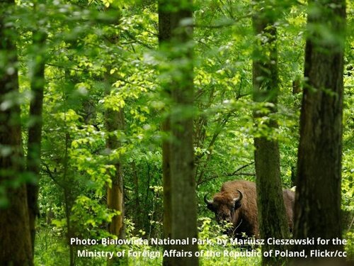 What the EU Biodiversity Strategy and Climate Law mean for European forests