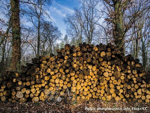 Public debate on biomass reaches critical mass in the Netherlands