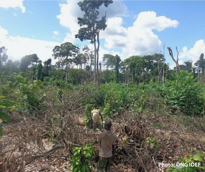Ivorian NGO identifies issues related to implementing the EU Deforestation Regulation in the cocoa sector
