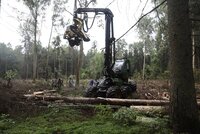 Blog: Białowieża forest struggle is symptomatic of a greater ill
