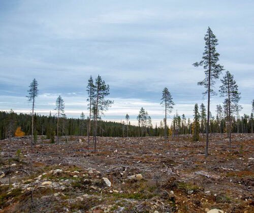Europe’s chance to end its destructive forestry model