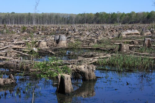 EU clings to doomed biomass policy