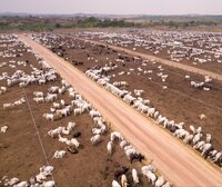 What is the link between meat and deforestation?