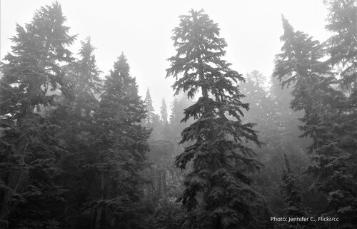 Ireland’s managed forests are net carbon emitters