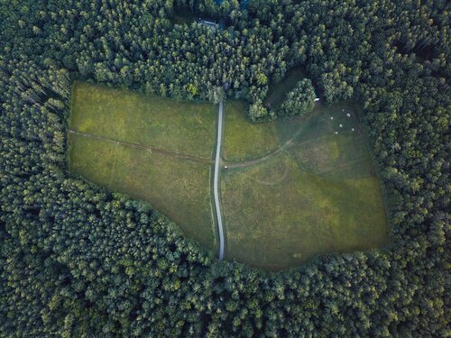 Commission finds that new legislation is needed to tackle deforestation effectively
