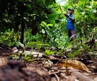 EU Deforestation Regulation: smallholders hope that help is on its way