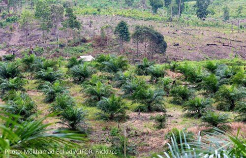 Indonesia’s new Omnibus Law increases risks to people and forests