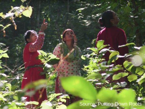 NGOs ask the new European Commission to act boldly against illegal logging and forest destruction