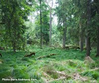 Closer-to-Nature Forestry Guidelines: a first attempt, but confusion remains. Now what?