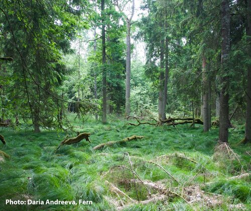 Closer-to-Nature Forestry Guidelines: a first attempt, but confusion remains. Now what?
