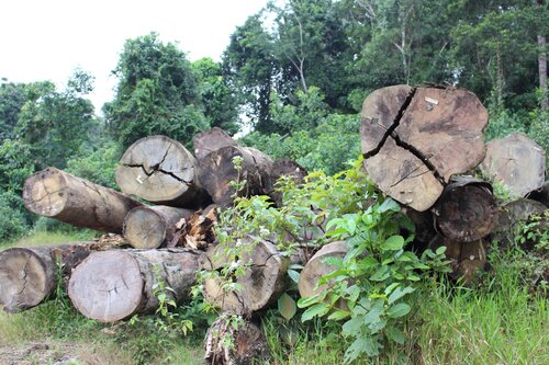 Liberia's timber: From curse to blessing?