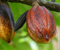 As the first round of EU-Ghana-Cote d’Ivoire Cocoa Talks wraps up, the way ahead is still unclear