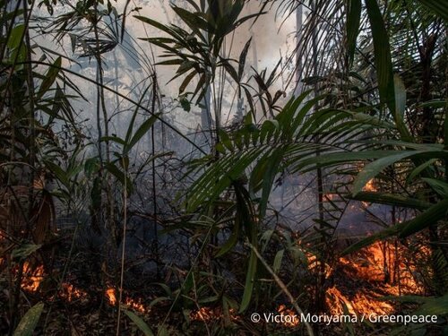 The Amazon and the Congo Basin: the same threats, the same battles