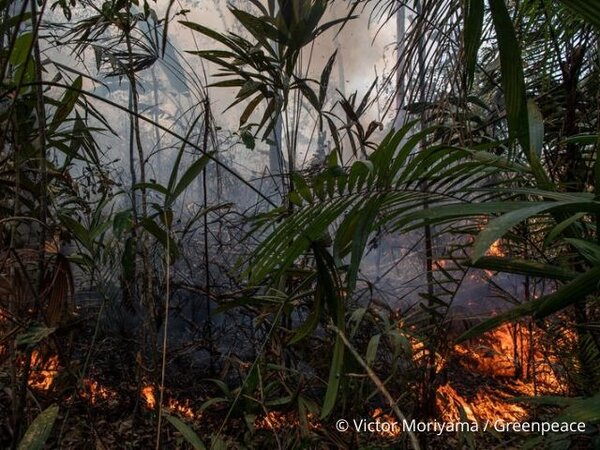 The Amazon and the Congo Basin: the same threats, the same battles