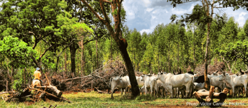 Forest Watch 247 - July 2019