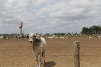 Blog: How can EU policies halt deforestation?