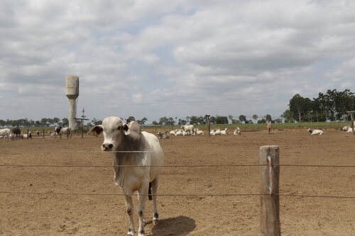 Blog: How can EU policies halt deforestation?