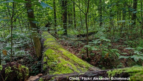 Repairing nature now, not tomorrow