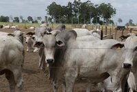 What Europe can do if Bolsonaro attacks the Amazon