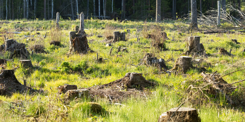 Forest Watch 314 - April 2026