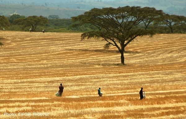 The European Parliament takes a bold stance on legislation to tackle imported deforestation