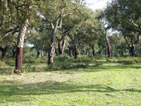 The most crucial challenges facing Europe’s forests
