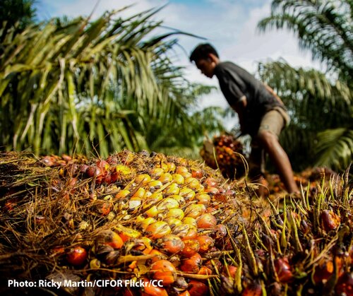 EU anti-deforestation law – disappointment as policymakers prioritise trees over people