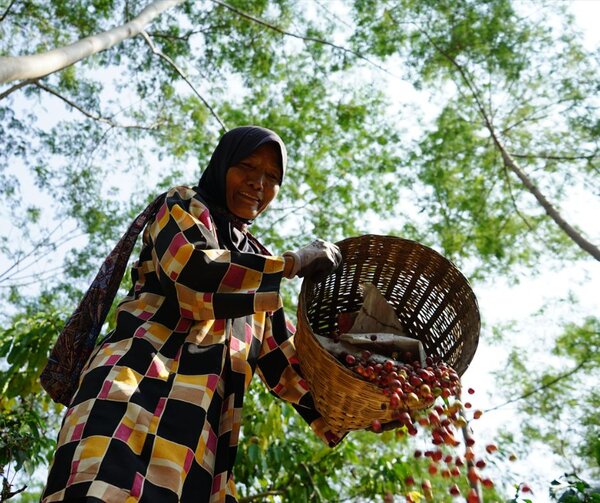 EU announces long-awaited support facility for countries developing deforestation-free value chains