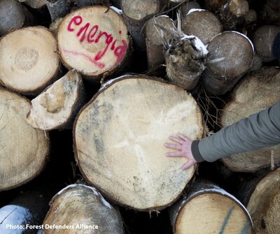 New EU biomass rules: a crushing defeat for forests