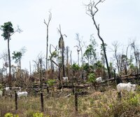 Shining light on a destructive industry