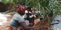 Forest Watch 294 - April 2024