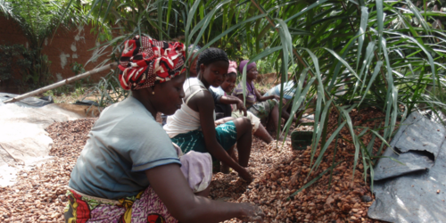 Forest Watch 294 - April 2024
