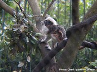 Could keeping forests standing help keep viruses at bay?