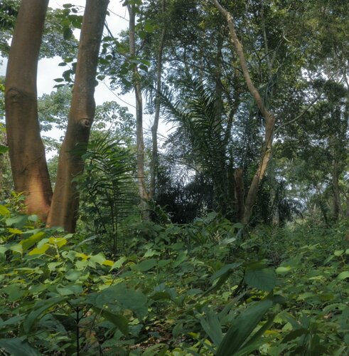 Central African forest