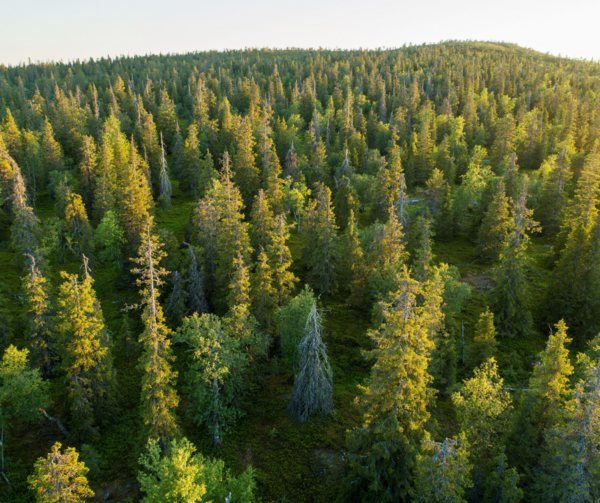 The European Parliament’s Draft Report on the Forest Monitoring Law: Retreating from further transparency and precision