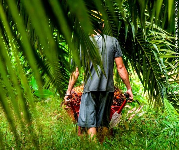 Could the palm oil arrangement between Indonesia and Switzerland offer lessons for EU and Indonesia free trade agreement negotiations?